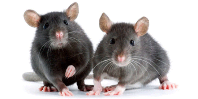 plaga de ratones
